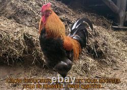 DRF's Crow Reduction Collar regular or bantam sizes rooster chicken cockerel