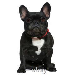 Wholesale Dog Collar Durable Nylon Adjustable Heavy Duty for Small Medium Pets